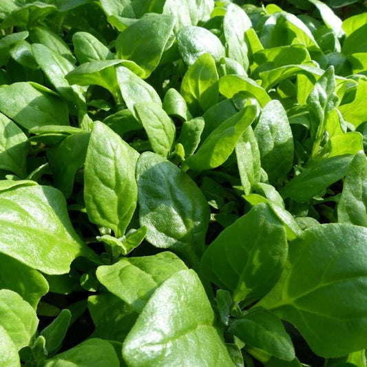 200 New Zealand Spinach Bulk NON-GMO Heirloom Vegetable Seeds | www.seedsplantworld.com