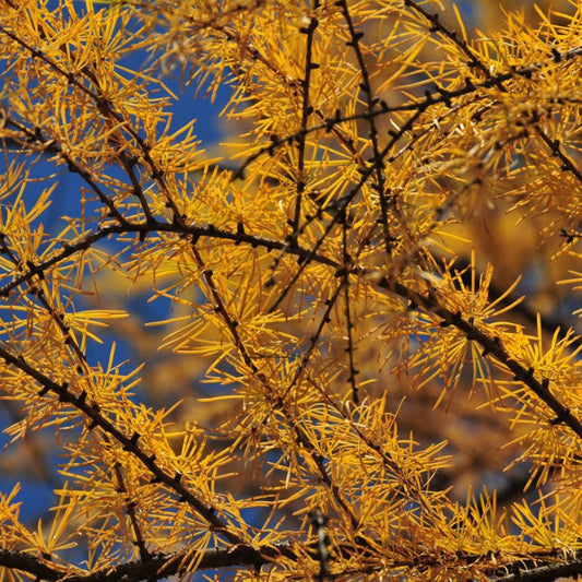 5 Larix Gmelinii Larch Tree Seeds For Planting | www.seedsplantworld.com