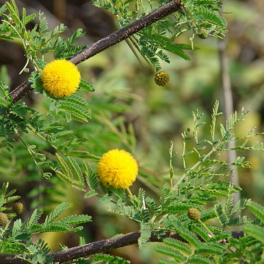 5 Acacia Farnesiana Hardy Sweet Acacia Seeds For Planting | www.seedsplantworld.com