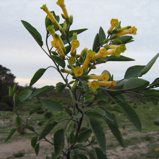 5 Nicotiana Glauca Hardy Tree Tobacco Seeds For Planting | www.seedsplantworld.com