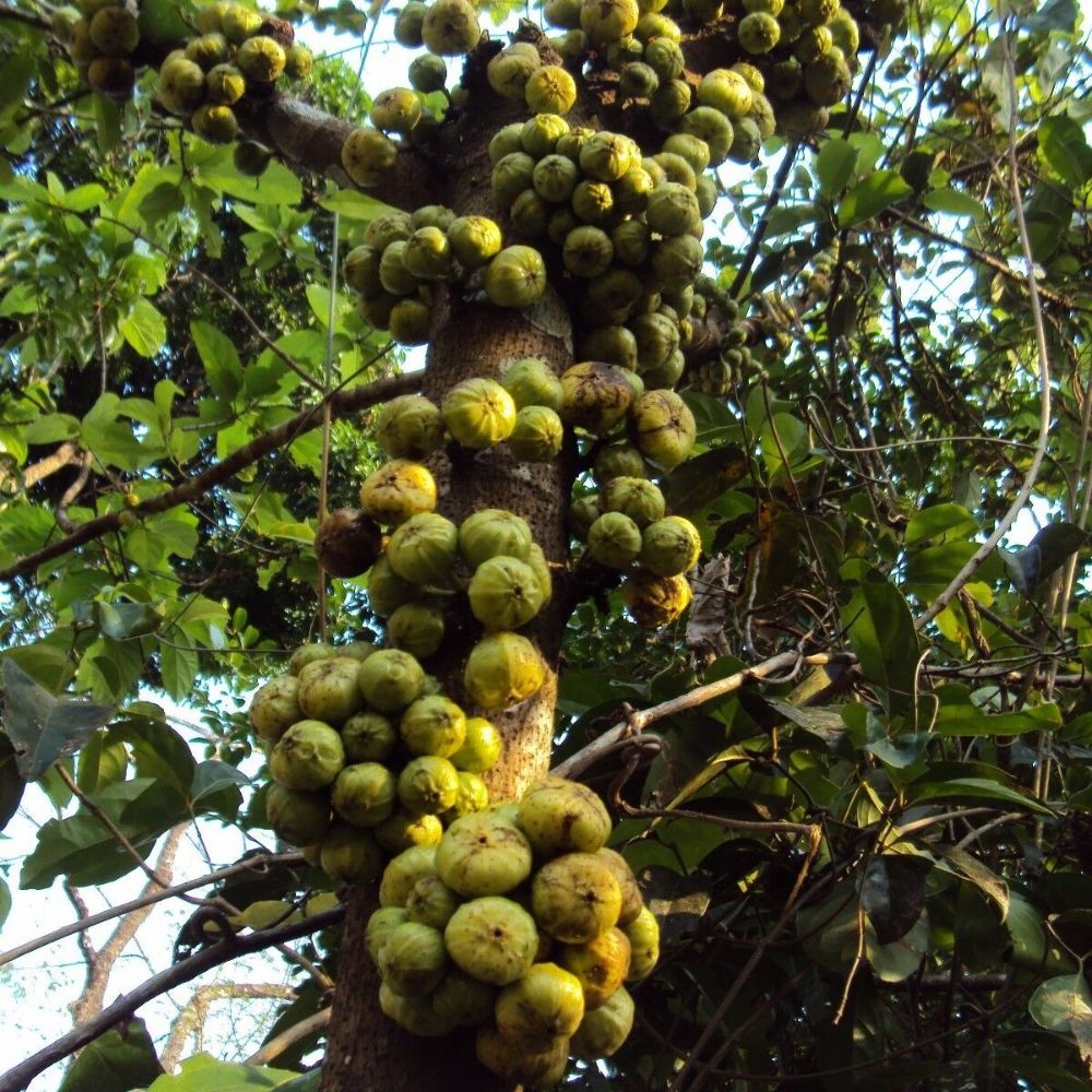 5 Ficus Hispida Unique Tree Seeds For Planting | www.seedsplantworld.com