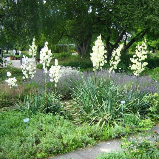 5 Yucca Filamentosa Adams Needle Yucca Seeds For Planting | www.seedsplantworld.com