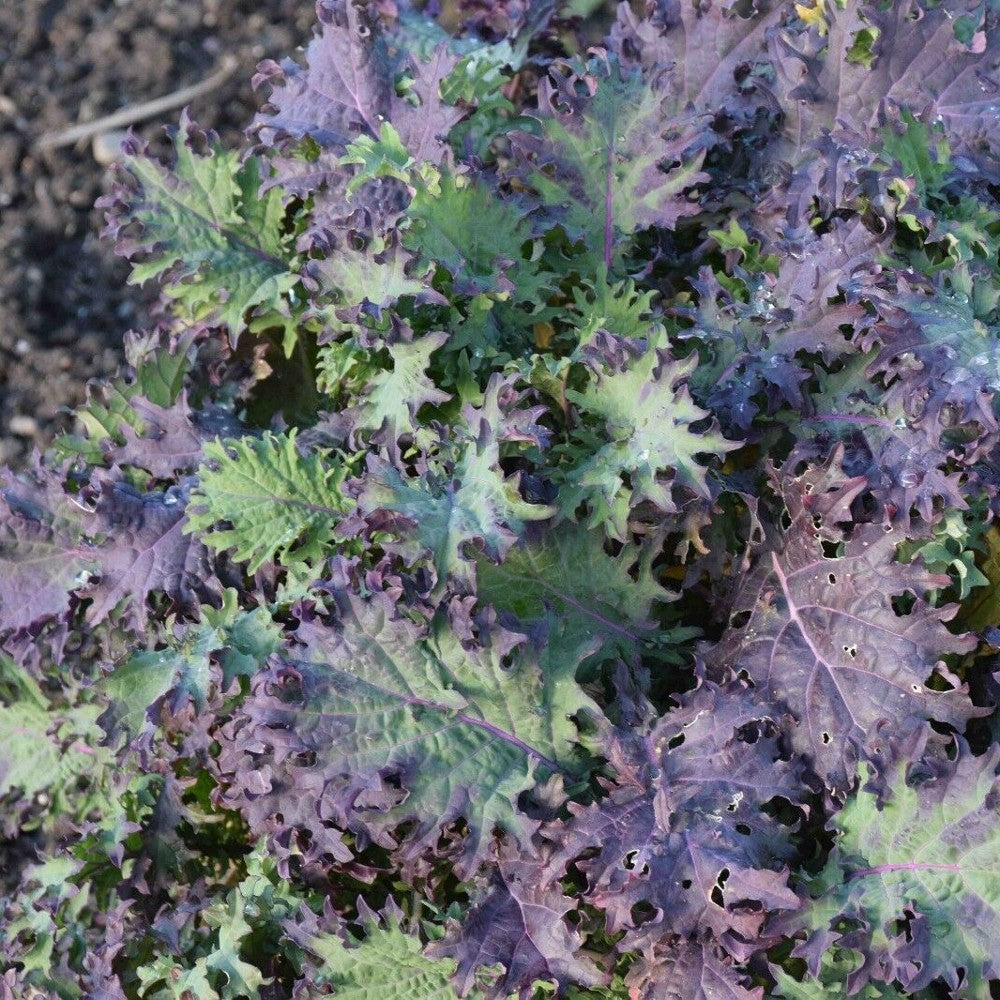 250 Red Russian Kale NON-GMO Antioxidants Ragged Jack Vegetable Seeds | www.seedsplantworld.com