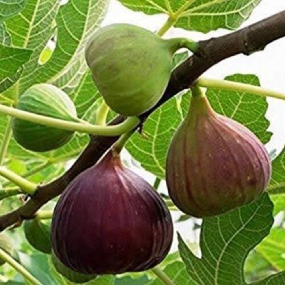 5 Ficus Carica Fig Tree Seeds For Planting | www.seedsplantworld.com