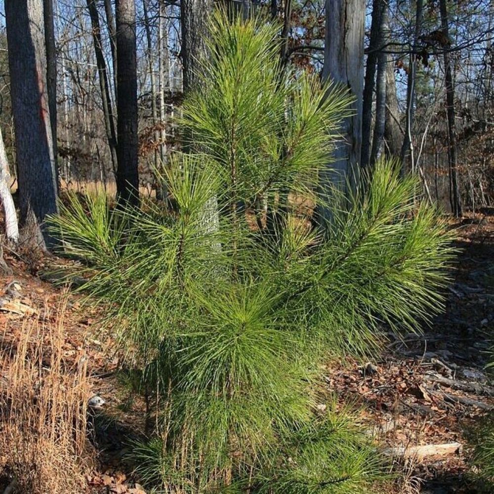 5 Pinus Taeda Loblolly Pine Tree Seeds For Planting | www.seedsplantworld.com