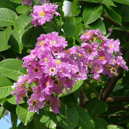 10 Lagerstroemia Speciosa Queen's Crape Myrtle Seeds For Planting | www.seedsplantworld.com