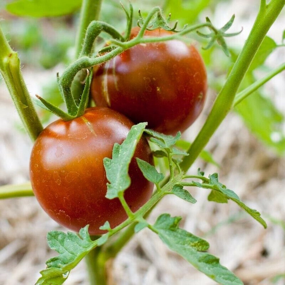 30 Black Prince Tomato NON-GMO Vegetable Seeds | www.seedsplantworld.com