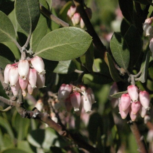 5 Arctostaphyllos Pungens Manzanita Seeds For Planting | www.seedsplantworld.com