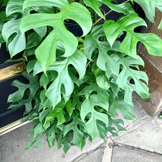 5 Rhaphidophora Tetrasperma Mini Monstera Seeds For Planting | www.seedsplantworld.com