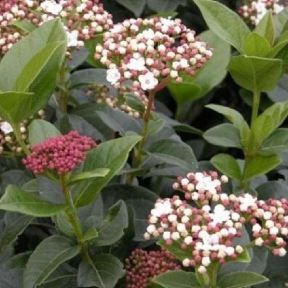 10 Viburnum Macrophyllum Evergreen Shrub Seeds For Planting | www.seedsplantworld.com