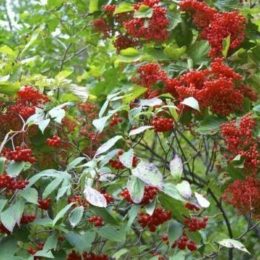 10 Viburnum Setigerum Tea Viburnum Shrub Seeds For Planting | www.seedsplantworld.com