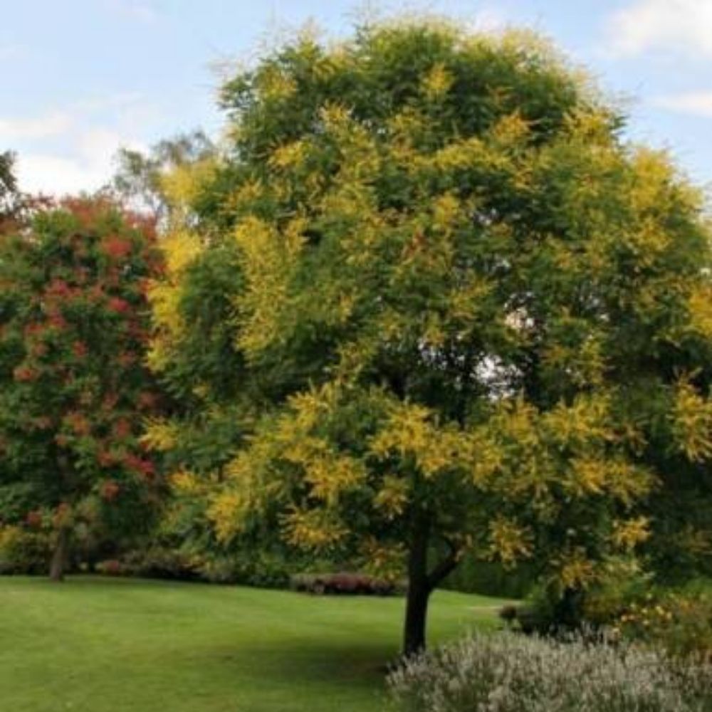 5 Koelreuteria Paniculata Nana Compact Golden Rain Tree Seeds For Planting | www.seedsplantworld.com