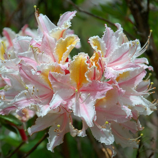 10 Rhododendron Occidentale Western Azalea Seeds For Planting | www.seedsplantworld.com