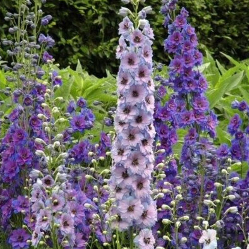 50 Purple Blue Delphinium Garden Flower Flowers Perennial Seeds | www.seedsplantworld.com