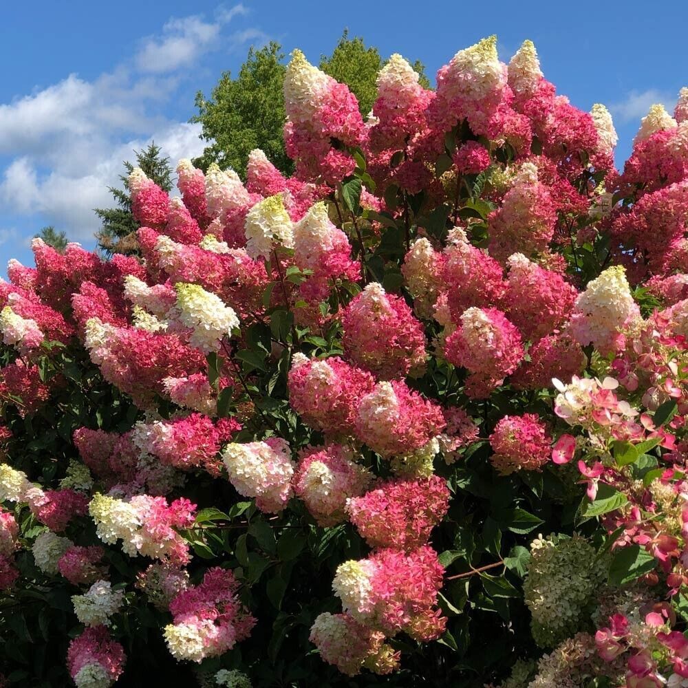 5 Berry Whit Hydrangea Garden Shrub Flowers Flower Perennial Seeds | www.seedsplantworld.com