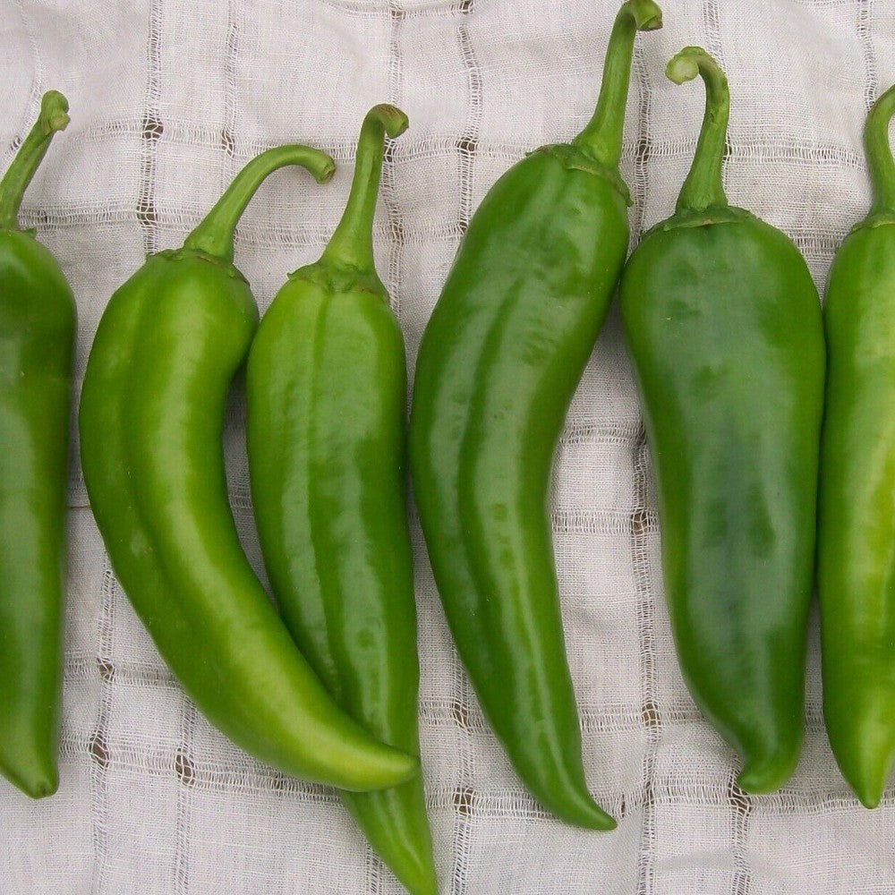 50 Anaheim Chili Pepper NON-GMO Vegetable Seeds | www.seedsplantworld.com