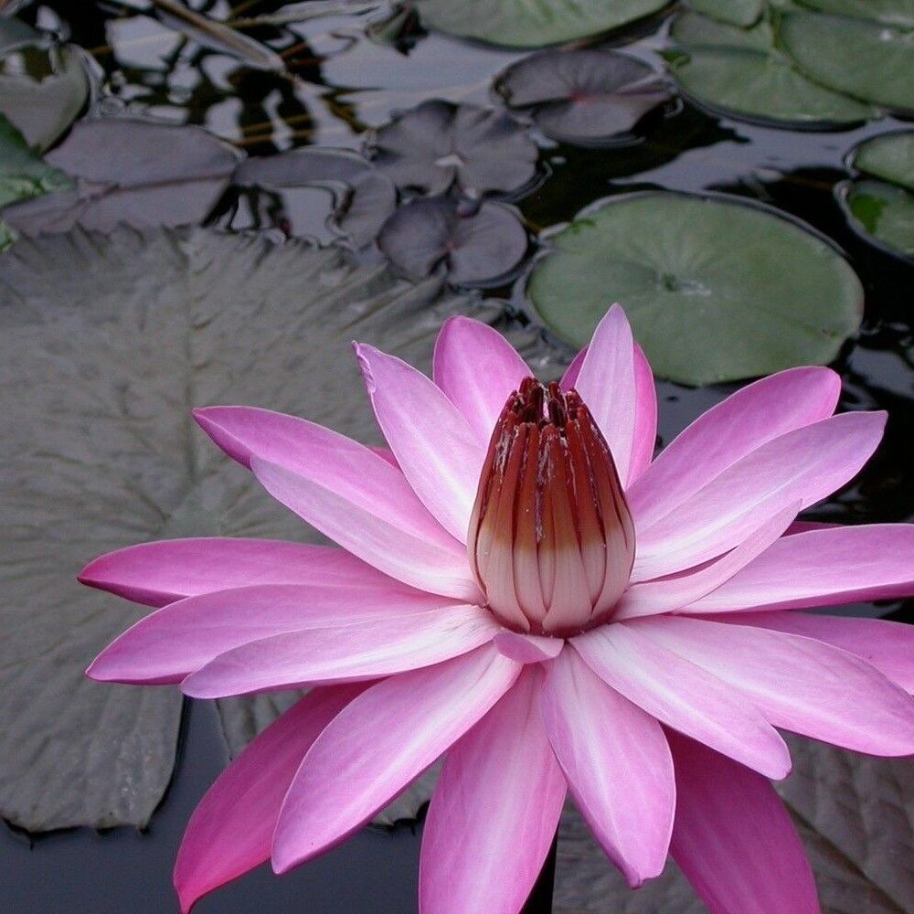 5 Nymphaea Pink Night Blooming Tropical Water Lily Seeds For Planting | www.seedsplantworld.com