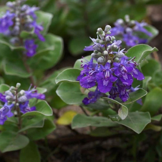 5 Vitex Rotundifolia Beach Vitex Seeds For Planting | www.seedsplantworld.com