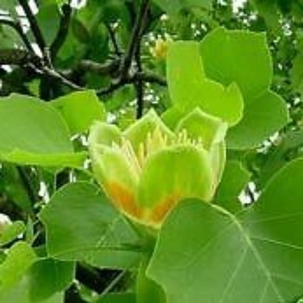 10 Liriodendron Tulipifera Tulip Tree Seeds For Planting | www.seedsplantworld.com