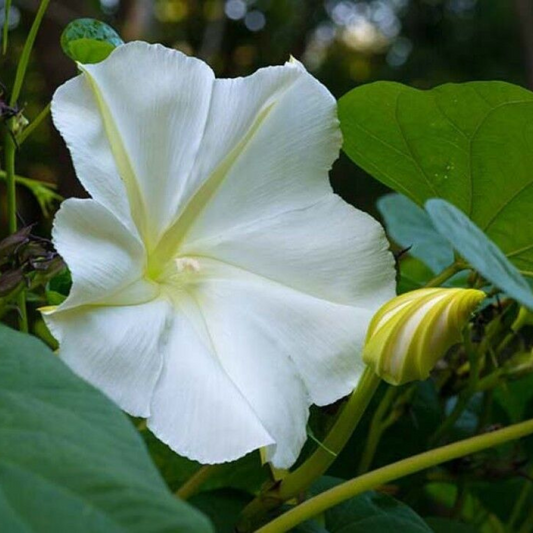 100 White Morning Glory Moonflower Vine Flowers Seeds | www.seedsplantworld.com