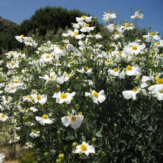 10 Romneya Coulteri Perennial Seeds For Planting | www.seedsplantworld.com