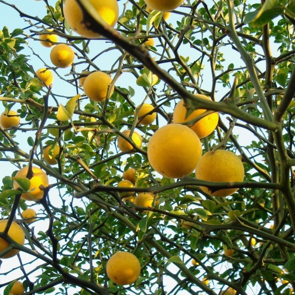 5 Poncirus Trifoliata Hardy Trifoliate Orange Tree Seeds For Planting | www.seedsplantworld.com