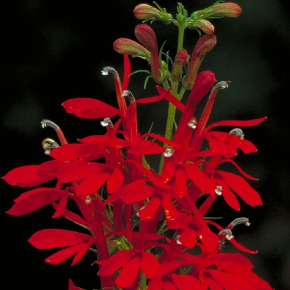 10 Lobelia Cardinalis Cardinal Flower Seeds For Planting | www.seedsplantworld.com