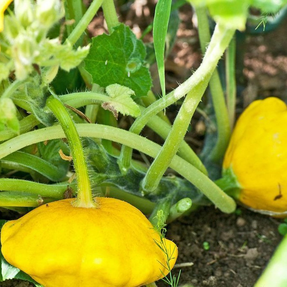 175 Yellow Bush Scallop Summer Squash NON-GMO Golden Custard Vegetable Seeds | www.seedsplantworld.com