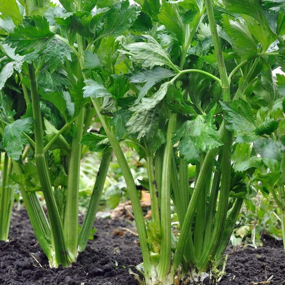 1000 Tall Utah 52/70 Celery NON-GMO Heirloom Vegetable Seeds | www.seedsplantworld.com