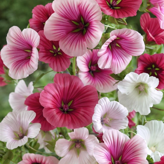 130 Malope Trifida Rose Mallow Gorgeous Border or Bed Flowers Seeds | www.seedsplantworld.com