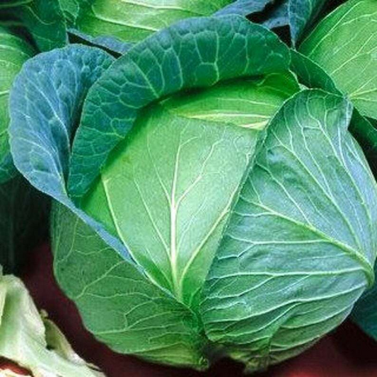 250 Danish Ballhead Cabbage Sauerkraut Amager NON-GMO Vegetable Seeds | www.seedsplantworld.com