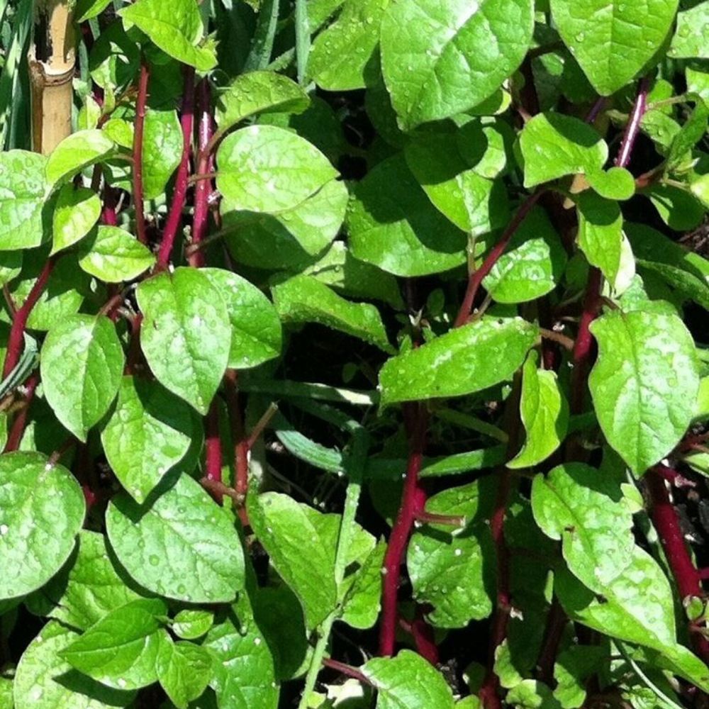 5 Malabar Spinach Beautiful Vine With Edible Leaves Seeds For Planting | www.seedsplantworld.com