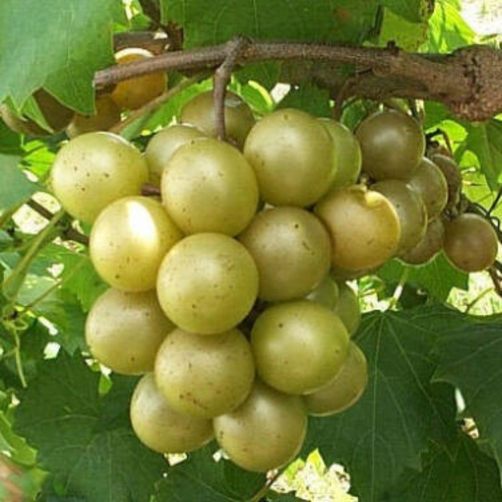 5 Vitis Rotundifolia Bronze Muscadine Grape Seeds For Planting | www.seedsplantworld.com