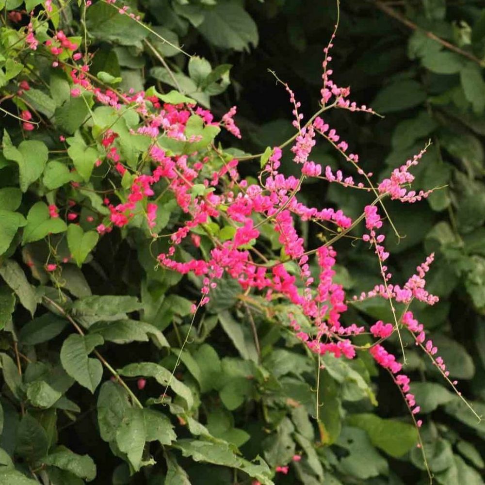 5 Antigonum Leptopus Coral Vine Seeds For Planting | www.seedsplantworld.com