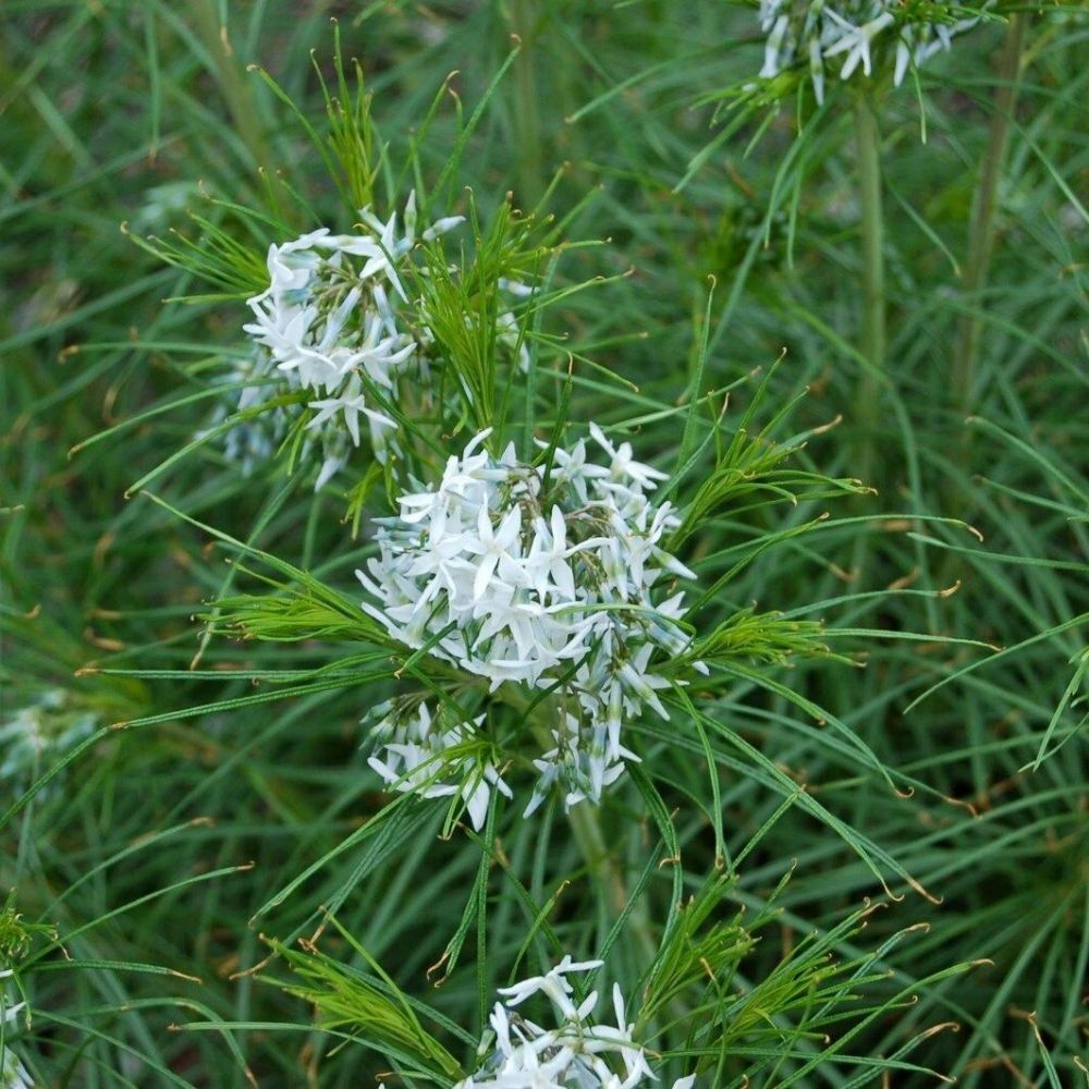 5 Amsonia Hubrichtii Bluestar Perennial Seeds For Planting | www.seedsplantworld.com