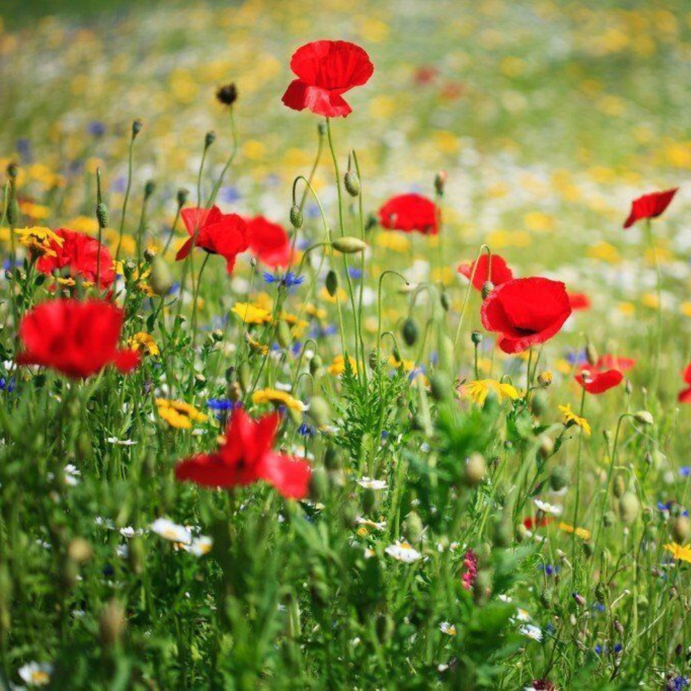 200 Dry Land Wildflower Mix Arid or Drought Landscape Dry Area 20 Species Flowers Seeds | www.seedsplantworld.com