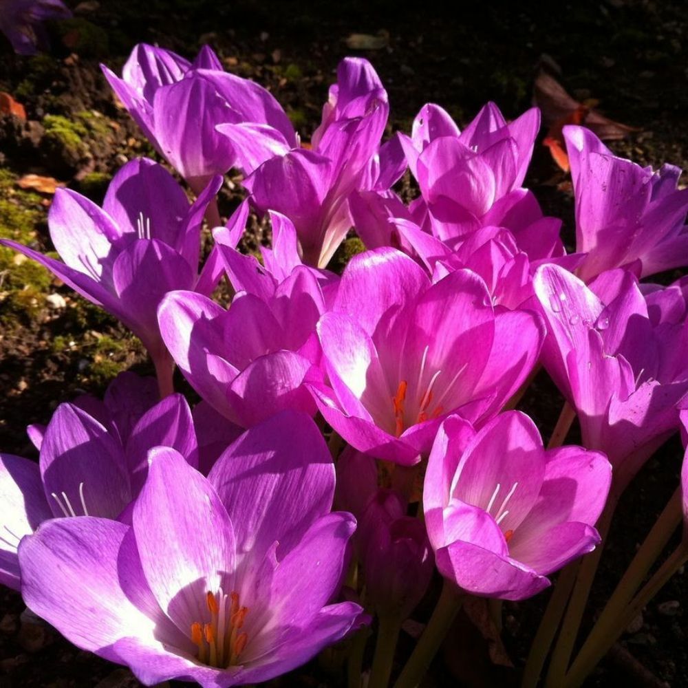 5 Colchicum Autumnale Autumn Crocus Seeds For Planting | www.seedsplantworld.com