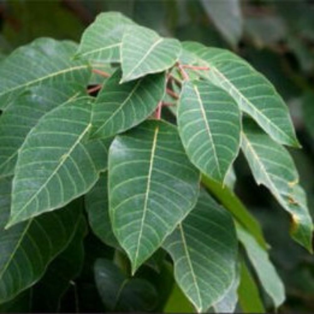 5 Sapium Baccatum Unusual Tree Seeds For Planting | www.seedsplantworld.com