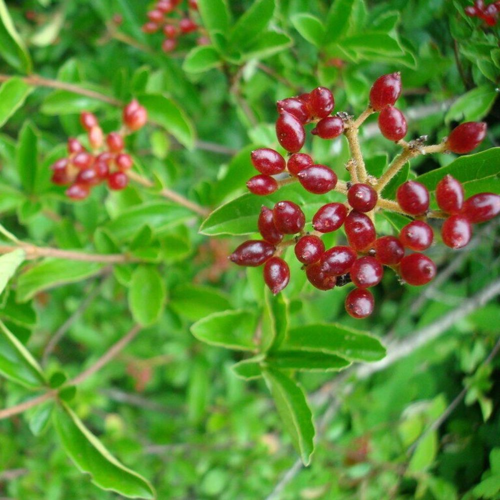 10 Viburnum Foetidum Evergreen Shrub Seeds For Planting | www.seedsplantworld.com