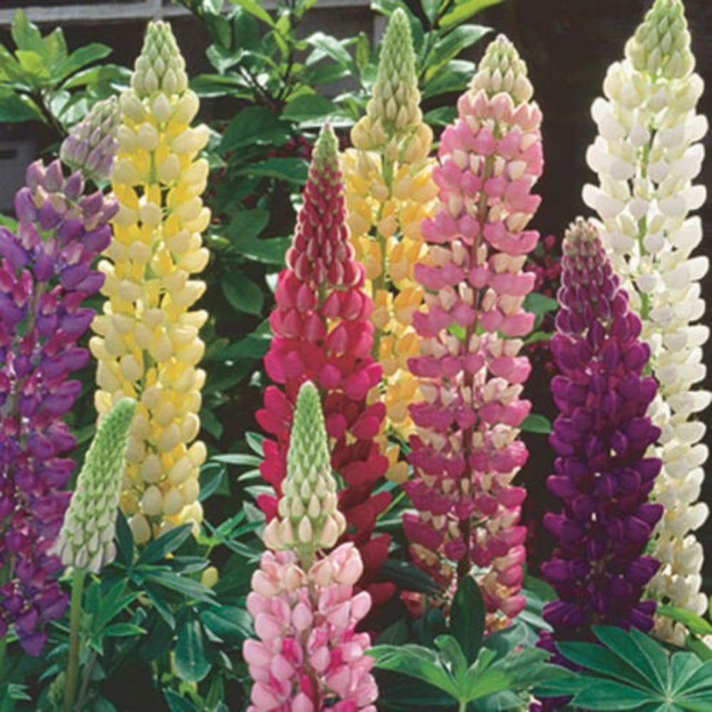 10 Lupinus Polyphyllus Russell Mix Perennial Lupine Mixed Colors Seeds For Planting | www.seedsplantworld.com