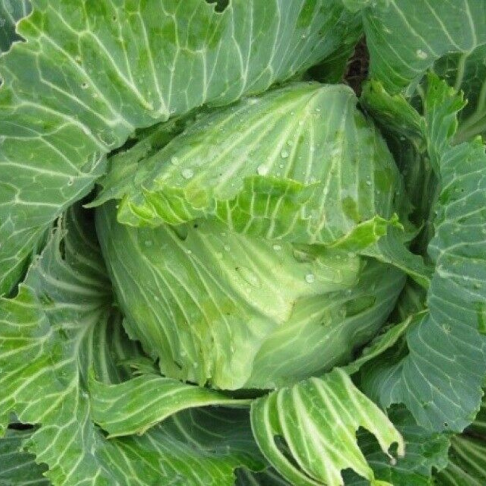 250 Brunswick Cabbage NON-GMO Drumhead Sauerkraut Vegetable Seeds | www.seedsplantworld.com