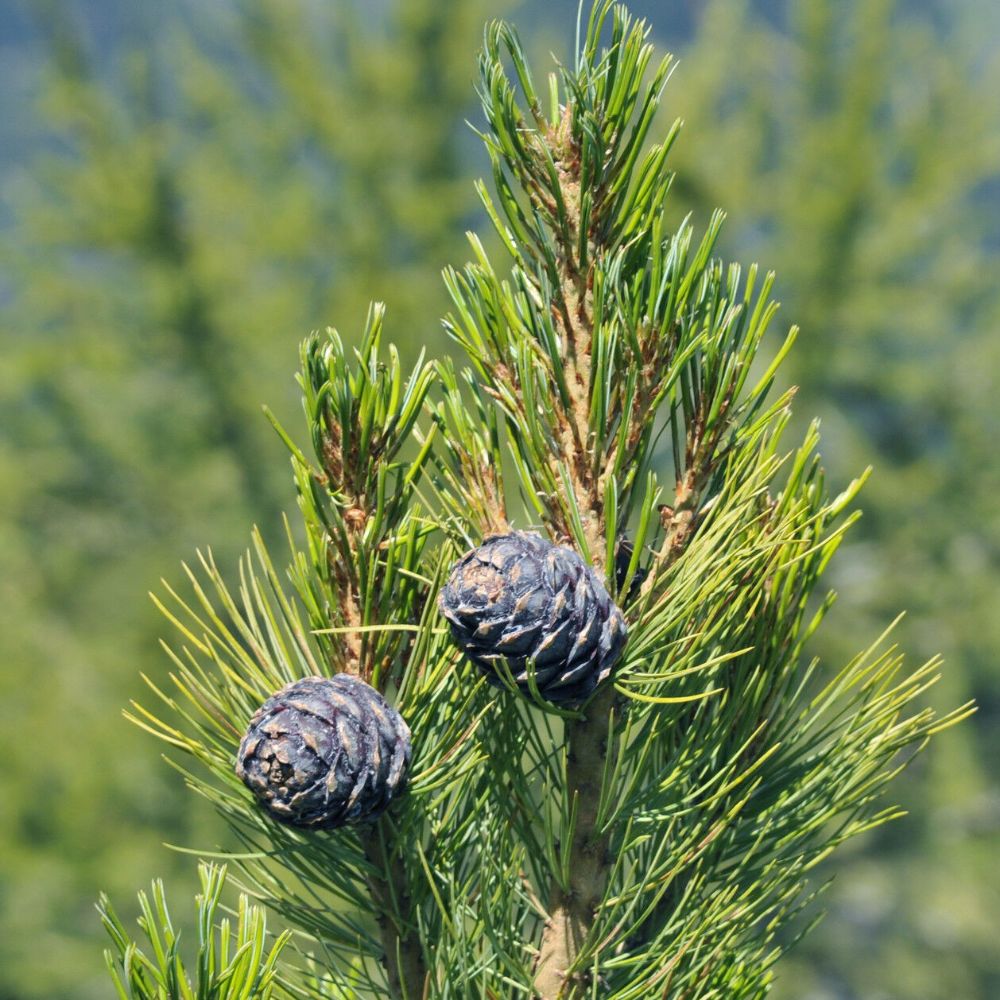 5 Pinus Cembra Swiss Stone Pine Tree Seeds For Planting | www.seedsplantworld.com