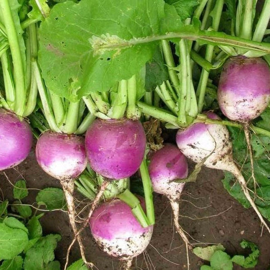 300 Purple Top White Globe Turnip NON-GMO Vegetable Seeds | www.seedsplantworld.com