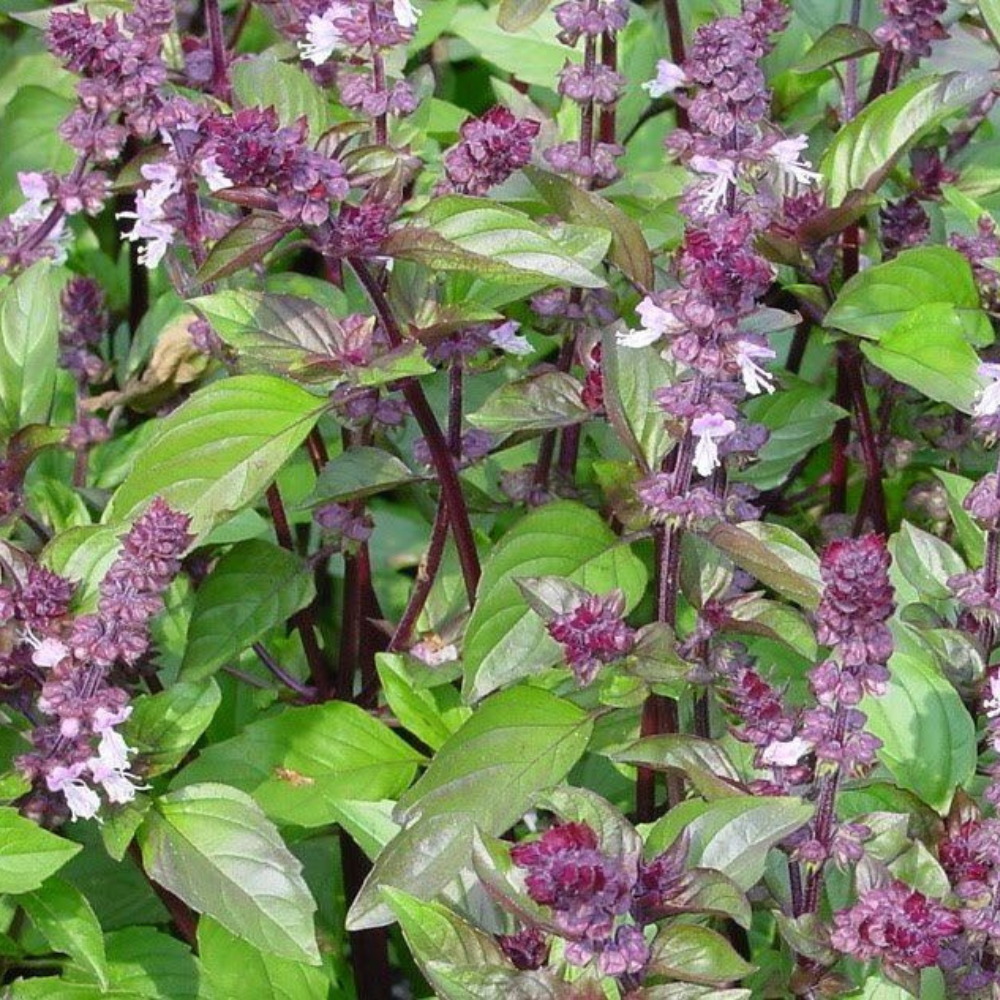 250 Cinnamon Basil Ocuum basilicum NON-GMO Herb Seeds | www.seedsplantworld.com