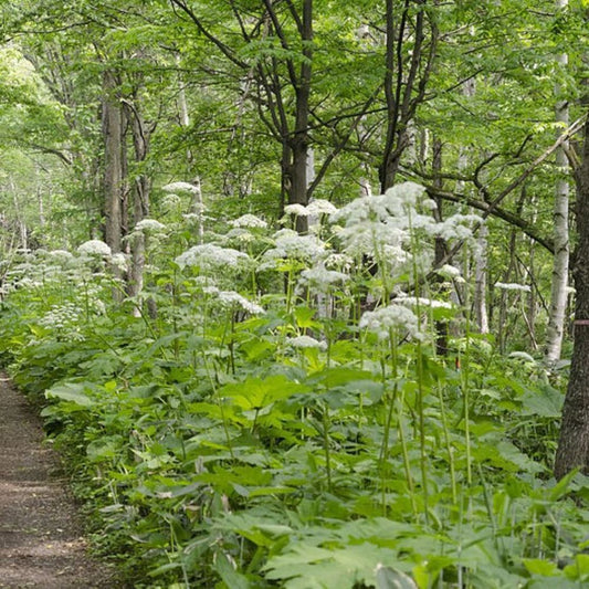 5 Heracleum Lanatum Cow Parsnip Seeds For Planting | www.seedsplantworld.com