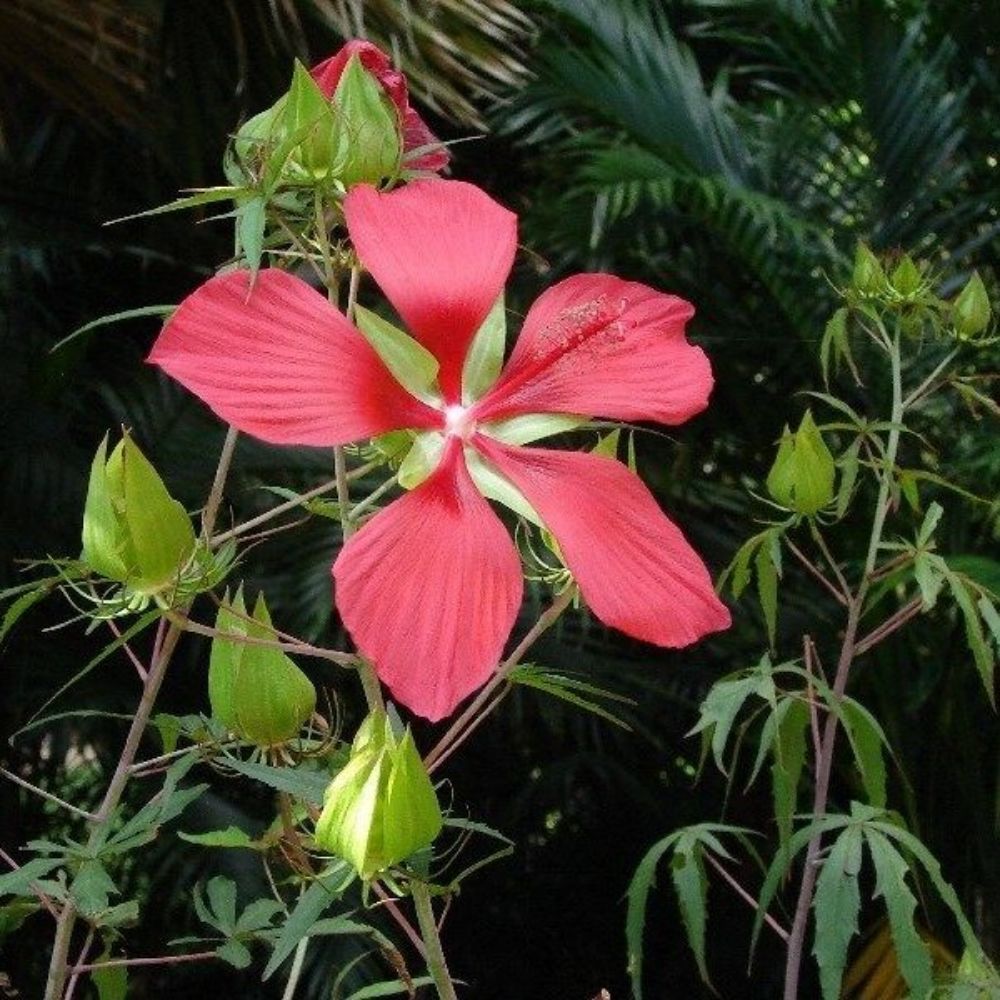 10 Hibiscus Coccineus Red Star Hibiscus Seeds For Planting | www.seedsplantworld.com