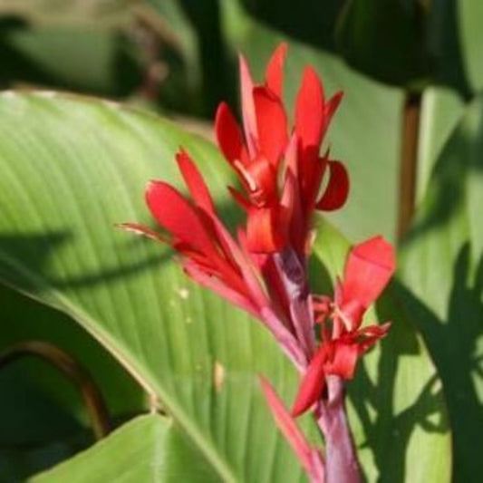 5 Canna Hardy Red Likely Old Heirloom Seeds For Planting | www.seedsplantworld.com