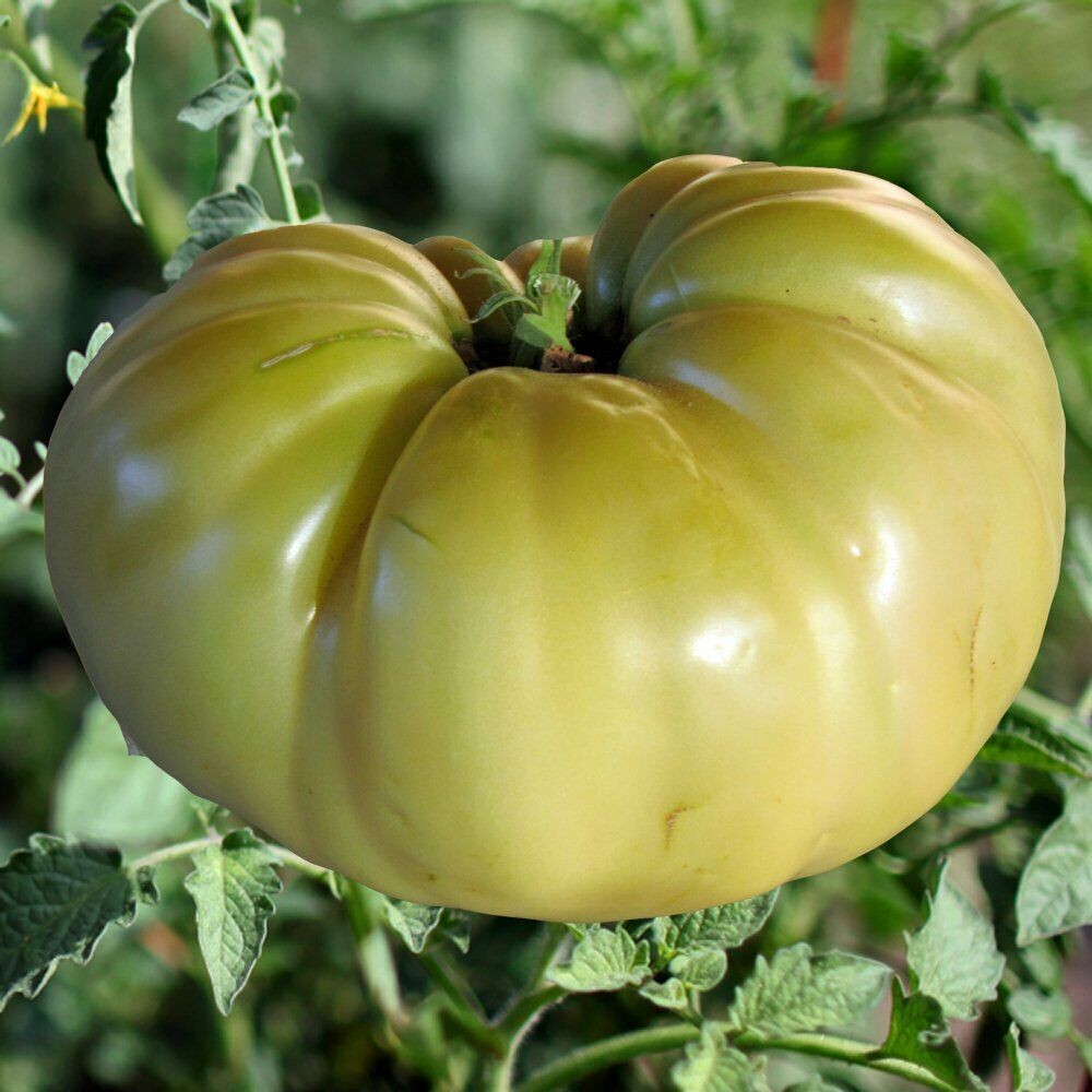 30 Great White Tomato Beefsteak Type NON-GMO Vegetable Seeds | www.seedsplantworld.com