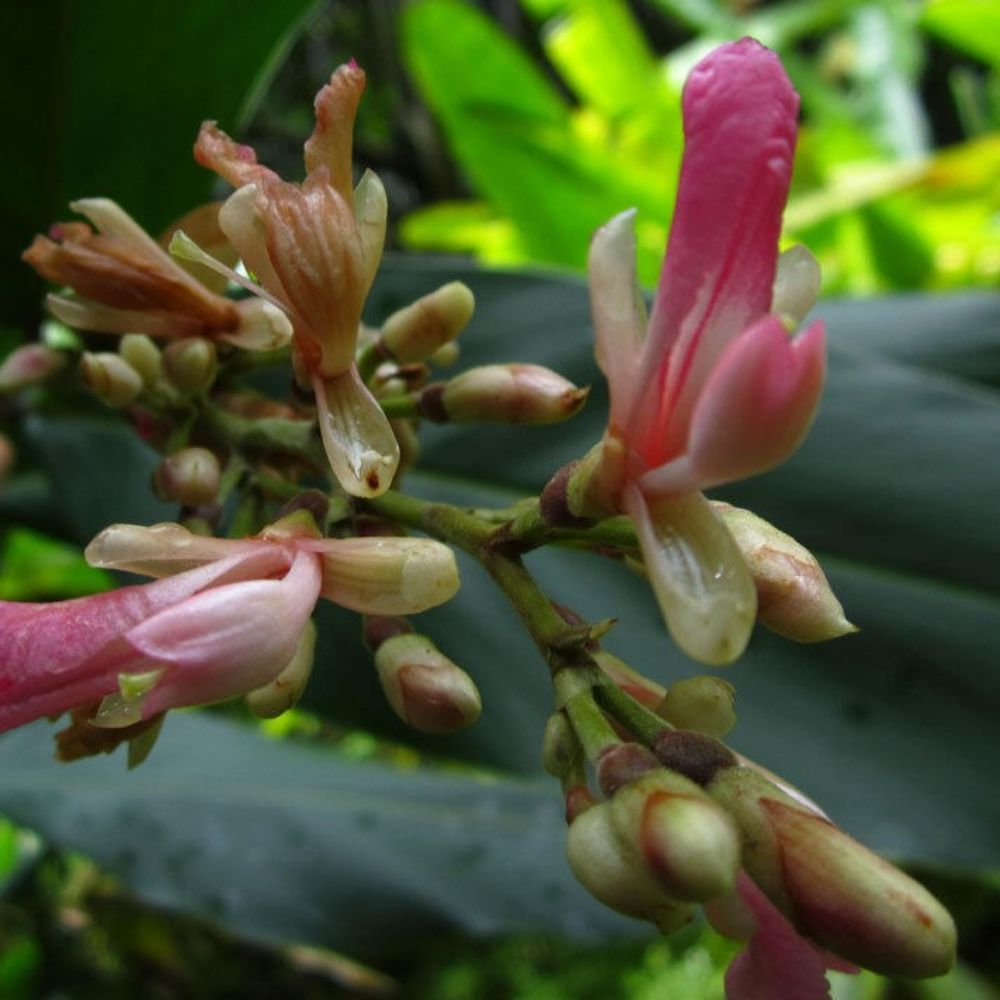 5 Alpinia Nigra Unusual Ginger Seeds For Planting | www.seedsplantworld.com