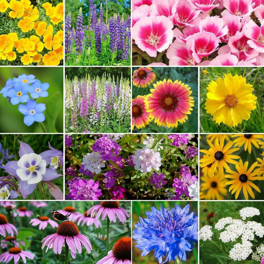 1/4 LB Deer Resistant Wildflower Mix 13 Species Flowers Seeds | www.seedsplantworld.com